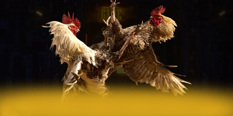 DAGA88 - Cổng giải trí giá trị nhất được người chơi tin tưởng – Tìm hiểu khuyến mãi độc quyền của DAGA88