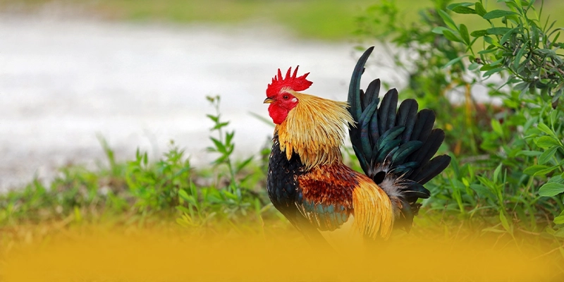 DAGA88 – Sảnh game an toàn tuyệt đối, đang làm mưa làm gió trên thị trường.