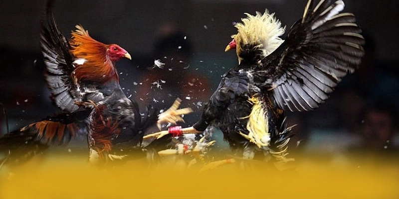 FAFA191 - Thương hiệu game trực tuyến mang đến trải nghiệm giải trí đỉnh cao trong cộng đồng game thủ – Khám phá top FAFA191 FAFA191 - Thương hiệu game trực tuyến mang đến trải nghiệm giải trí đỉnh cao trong cộng đồng game thủ – Khám phá top FAFA191