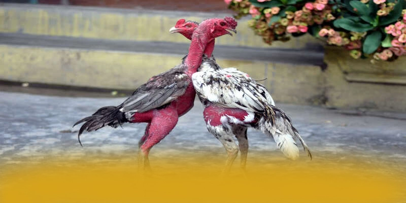 WIN79 - Cổng giải trí cung cấp hàng trăm tựa game đẳng cấp trong cộng đồng game thủ – Tìm hiểu WIN79